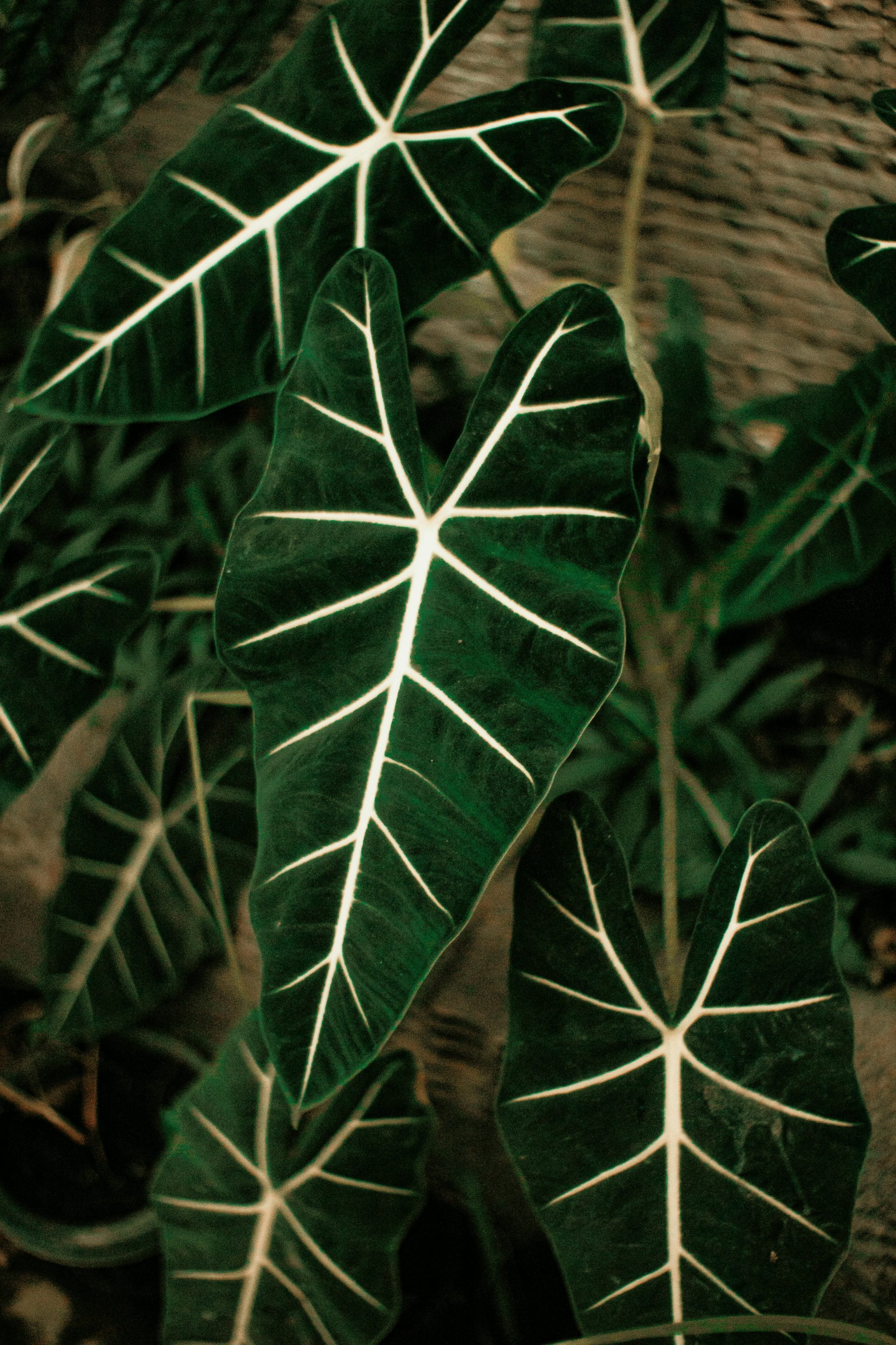 Plantes d&rsquo;intérieur